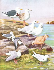 Illustration aus Die Naturgeschichte der amerikanischen Vögel von Ost- und Zentral-Nordamerika, veröffentlicht von Bramhall House um 1970