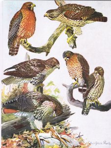 Nördlicher Rotschulterbussard, Östlicher Rotschwanzbussard, Breitflügelbussard von Louis Agassiz Fuertes