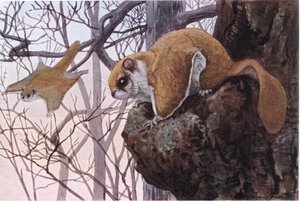 Südlicher Flughörnchen hat Gleitmembranen von Louis Agassiz Fuertes