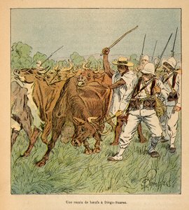 Der Krieg in Madagaskar - Anekdotische Geschichte der französischen Expeditionen von 1885-1895 von Henri Galli dit Galllichet (1854-1922), illustriert von Louis Bombled (1862-1927): In Diego-Suarez fordert die französische Armee Ochsen, Privatbesitz von Louis Charles Bombled