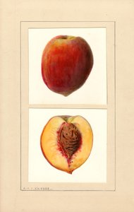 Pfirsiche (Prunus persica: Nummer 10) von Louis Charles Christopher Krieger