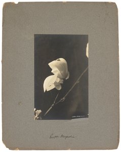 Tiffany Studios, ca. 1898-1920 von Louis Comfort Tiffany