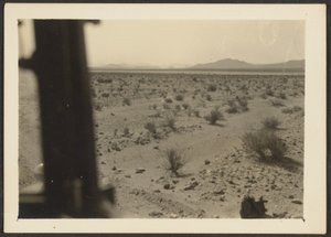 Amargosa-Wüstenpflanzen von Louis Fleckenstein