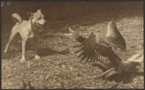 Wütender Vogel und Hund