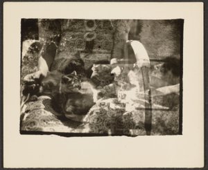 Katzen und Spiegelungen von Louis Fleckenstein