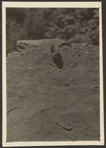 Streifenhörnchen auf dem Pfad