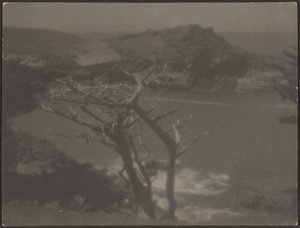[Zypresse an der Küste]