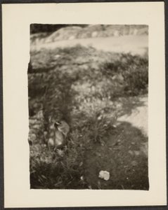 Ente in Landschaft