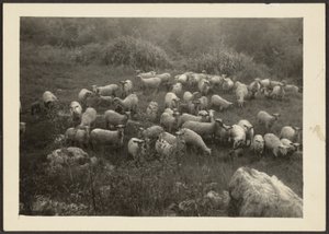[Schafherde] von Louis Fleckenstein