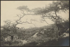 [Landschaft mit knorrigen Bäumen]