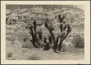 [Landschaft mit Joshua-Bäumen] von Louis Fleckenstein