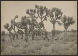 Landschaft mit Joshua-Bäumen von Louis Fleckenstein