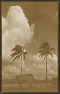 Landschaft mit Palmen von Louis Fleckenstein