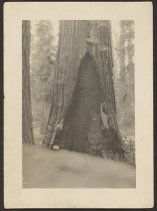 [Massiver Baum] von Louis Fleckenstein