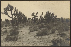 Mojave-Wüste von Louis Fleckenstein