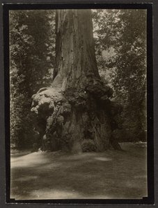 [Mammutbaum, Big Basin] von Louis Fleckenstein