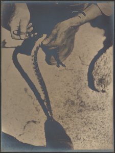 Häuten einer Klapperschlange von Louis Fleckenstein