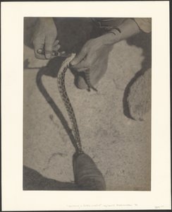 Häuten einer Klapperschlange von Louis Fleckenstein