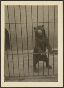 [Faultierbär im Käfig]