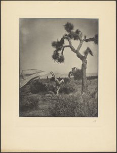 Der Wüstenwind