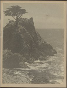 Baum an felsiger Küste von Louis Fleckenstein