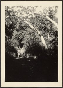 Frau auf einem Pfad im Wald von Louis Fleckenstein