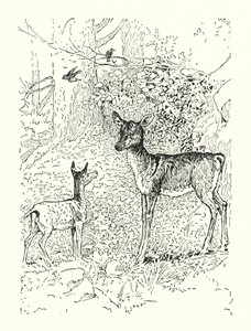 Das Rehkitz und seine Mutter von Louis John Rhead
