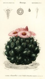 Bienenkorb-Kaktus, Coryphantha elephantidens (Gravur) von Louis Joseph Edouard Maubert