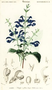 Gentianasalbei oder Spreizender Salbei, Salvia patens (Gravur)