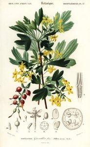 Goldene Johannisbeere, Ribes aureum (Gravur)