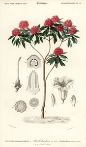 Baum-Rhododendron, Rhododendron arboreum