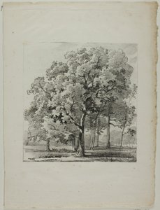 Studie von Bäumen
