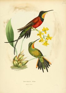 Trochilus pyra = Topaza pyra