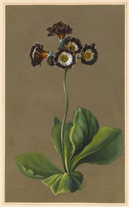 Hybride Aurikel, 1830 von Louise DOrleans