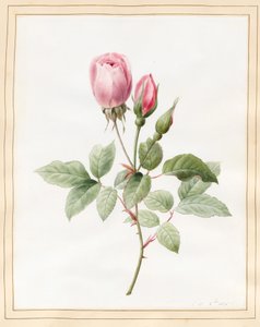 Rosa Rose und Knospen, 1826
