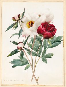 Rote und weiße Staudenpfingstrosen, 1829