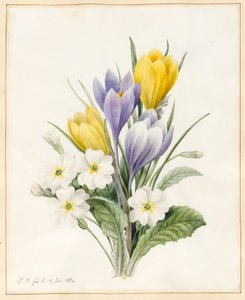 Weiße Primeln und frühe Hybride Krokusse, 1830 von Louise DOrleans