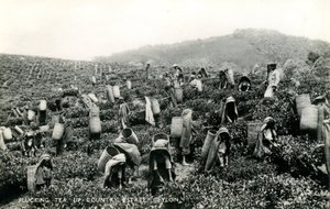 Teepflücken, Hochlandplantage, Ceylon, ca. 1900-1930