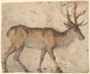 Studie eines Hirsches (recto) von Lucas the Elder Cranach