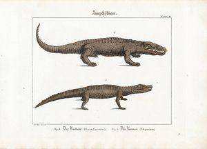 Krokodil und Kaiman von Ludwig Meyer