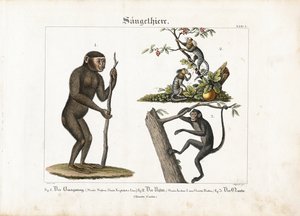 Primaten: Orang-Utan, Gewöhnlicher Marmoset und Spinnenaffe von Ludwig Meyer
