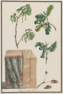 Studien der Blüten, Früchte und des Stammes einer Englischen Eiche Quercus robur, 1788 von Ludwig Pfleger
