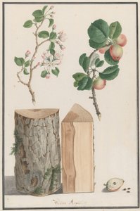 Studien des Stammes, der Blüten und Früchte eines wilden Apfelbaums Malus sylvestris