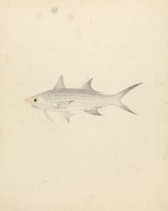 Binney: Nummer eins (ein Fisch) von Luigi Balugani