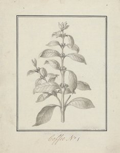 Coffea arabica L. (Arabica-Kaffee): fertige Zeichnung eines belaubten Triebs und Beeren