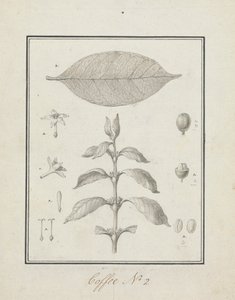 Coffea arabica L. (Arabica-Kaffee): fertige Zeichnung eines belaubten Triebs, mit Details von Blumen, Blättern und Früchten