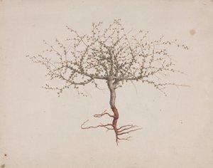 Commiphora gileadensis (L.) C. Chr. (Balsam von Gilead, Opobalsam): fertige Zeichnung der Baumgewohnheit (mit Wurzeln)
