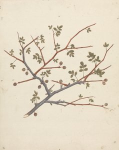 Commiphora gileadensis (L.) C. Chr. (Balsam von Gilead, Opobalsam): fertige Zeichnung eines fruchtenden Zweigs