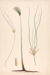 Cyperus papyrus L. (Papyrus-Segge): fertige Zeichnung von Dampf und Blütenkopf, mit Details der Blütenstände links und rechts