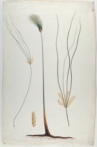 Papyrus (Pflanzen- und Wurzeldetail), nach James Abyssinian Bruce (1730-94)